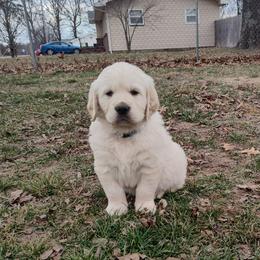 Atlas - Light golden male Golden Retriever puppy in Seymour, Missouri from High Road Golden Retrievers