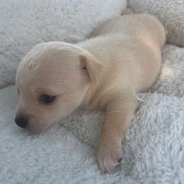 June - Cream female Chihuahua puppy in Scranton, South Carolina from The Magnolia Pawlor, LLC