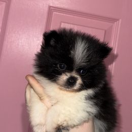 Apollo - Teddy Bear - Black parti male Pomeranian puppy in Lanett, Alabama from H.P.P