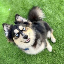 Bao Bao - Pomsky