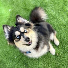 Bao Bao - Pomsky
