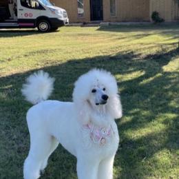 Poodle All Grown Up from Purley Poodles