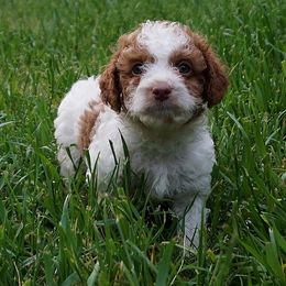Goldendoodle Puppies from Music City Goldendoodles