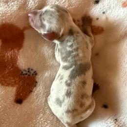 Puppy 1 - Fawn (isabella) and cream male Dachshund puppy in Riverside, California from Saddle Up Dachshunds