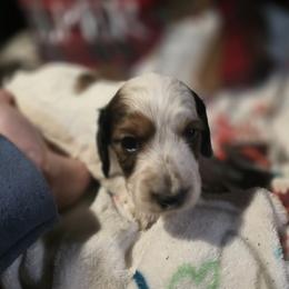 Dachshund Puppies from Green Thumb Farms