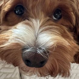 Havanese, Havapoo, and Labrador Retriever Puppies from Joyful Havanese, Havapoo, and Labs