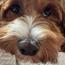 Havanese, Havapoo, and Labrador Retriever Puppies from Joyful Havanese, Havapoo, and Labs