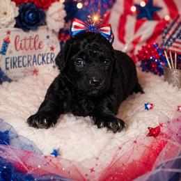 Ariel - Black female Shihpoo puppy in Hertford, North Carolina from Heaven Sent Shihpoo's