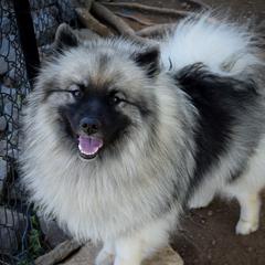 Kassidy - Keeshond