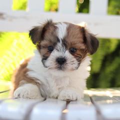 Maltipoo, Shichon, and Shihpoo Puppies from Timbercreek Puppies