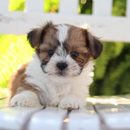 Maltipoo, Shichon, and Shihpoo Puppies from Timbercreek Puppies