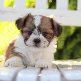 Maltipoo, Shichon, and Shihpoo Puppies from Timbercreek Puppies