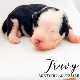 Truvy - Tri-color female Bernedoodle puppy in Tipton, Indiana from Country Creek Doodles