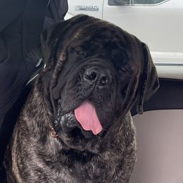 Nikko - Mastiff