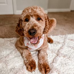 Ember - Goldendoodle