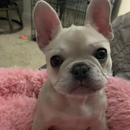 French Bulldog Puppies from Heartfelt Kennels