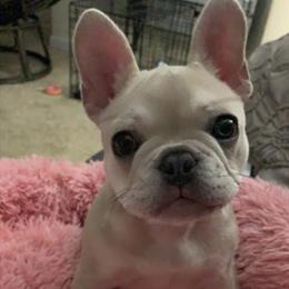 French Bulldog Puppies from Heartfelt Kennels