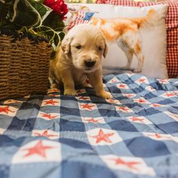 Sarah - Golden female Golden Retriever puppy in Ramona, California from SDPREMIERGOLDENS
