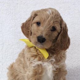 Goldendoodles from Doodles Pups of NY