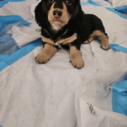 Dachshund Puppies from Grand mesa mini dachshund
