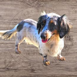 Berkley - Dachshund