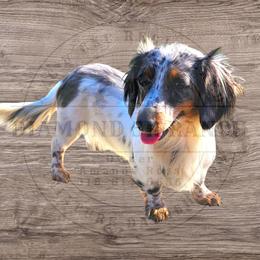 Berkley - Dachshund