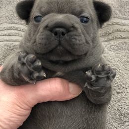 French Bulldog Puppies from Roughneck Frenchies