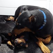Venus - German Pinscher