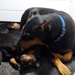 Venus - German Pinscher