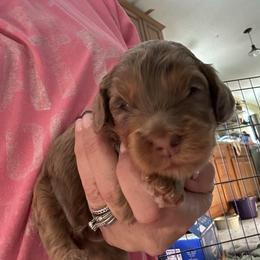 Mistletoe - Merle male Goldendoodle puppy in Waynesboro, Virginia from Forest Creek Kennel