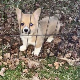 Mint collar female - Fawn female Pembroke Welsh Corgi puppy in Oxford, Pennsylvania from K&S Quality Pembroke Welsh Corgi’s