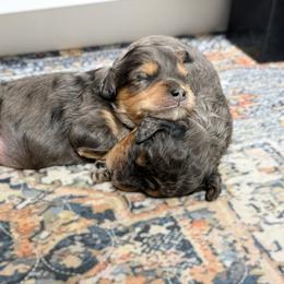 Lola F1b  (choc carrier) - Merle female Cavapoo puppy in Wamego, Kansas from Doodles of Oz