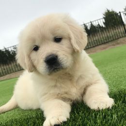 Golden Retriever Puppies from Rockinbfarms