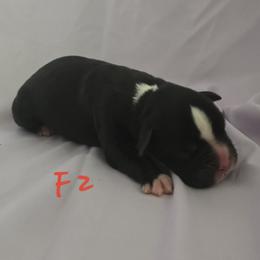 Female 2 - Brindle female Boxer puppy in Leland, North Carolina from Ocean Breeze Boxers