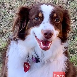 Coco - Toy Australian Shepherd