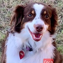 Coco - Toy Australian Shepherd
