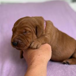 Big Red - Dark golden male Golden Retriever puppy in Maysville, North Carolina from Gold Rush Retrievers
