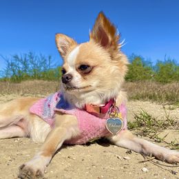 Chloe - Chihuahua