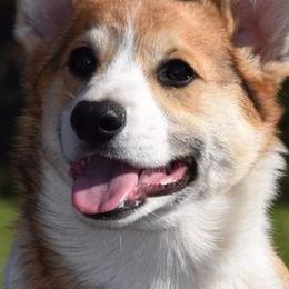 Pembroke Welsh Corgis from Early Spring Corgis