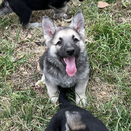 German Shepherd and White Shepherd Puppies from Scenic Creek German Shepherds