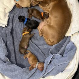 Dachshund Puppies from Faithful Paws Doxies