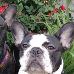 French Bulldogs from Playbill French Bulldogs