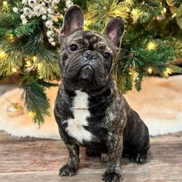 Scout - French Bulldog