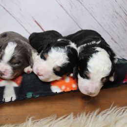 Female 4 - Tri-color female Bernedoodle puppy in Belgreen, Alabama from Scott’s Farm Poodles and Doodles