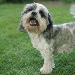 Trinity - Shih Tzu