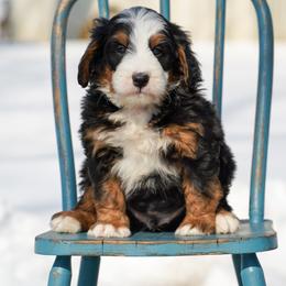 Valen - Tri-color male Bernedoodle puppy in Dundee, Ohio from Down Home Doodle