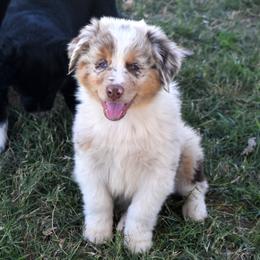 Flint - Red merle male Australian Shepherd puppy in San Tan Valley, Arizona from Mott Ranch - Blazin' Sun Aussies