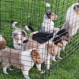 Kristen's Blaze res - Black white and tan female Collie puppy in St Stephens, Wyoming from Desert Kennels