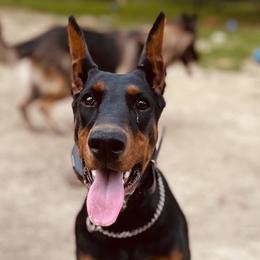 Doberman Pinschers and German Shepherds from Legacy K9’s