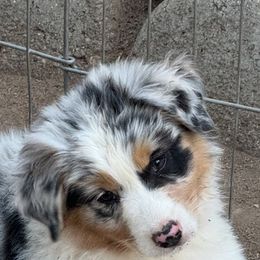 Blue girl - Blue merle female Australian Shepherd puppy in Lancaster, California from Leyline Australian Shepherds
